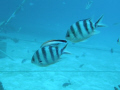   clean my fin.... fin  